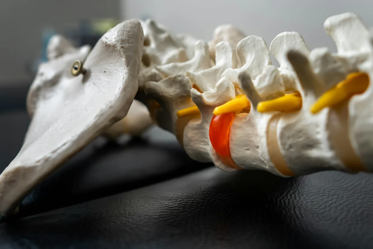 Anatomical spine model with a highlighted disc